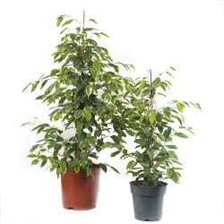 Ficus Golden King